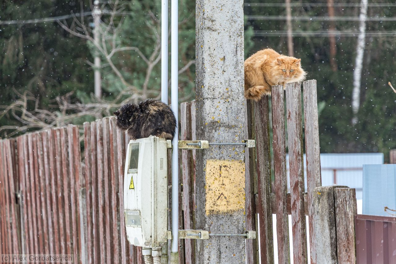 ������ �������