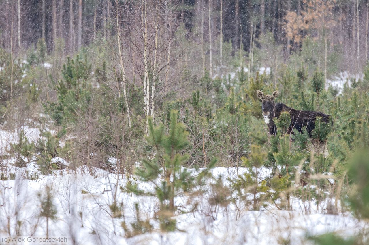 ����. �������� ����