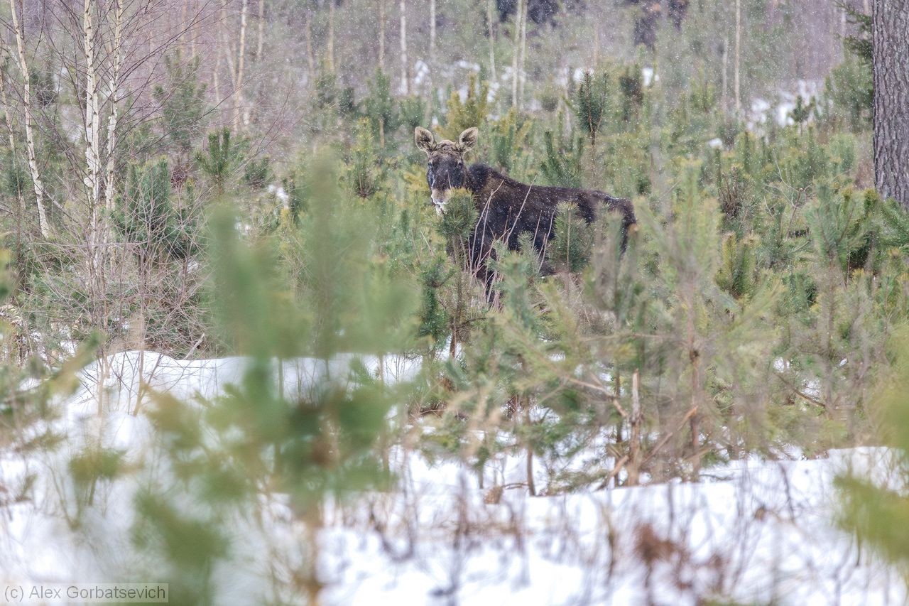 ����. �������� ����