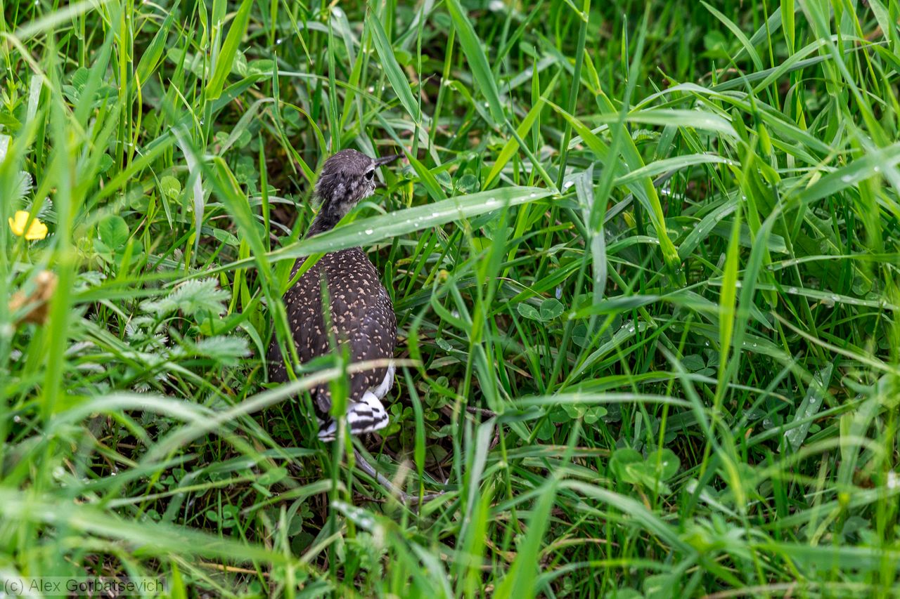������  Tringa ochropus