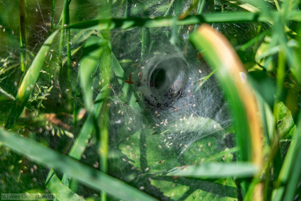 glory hole