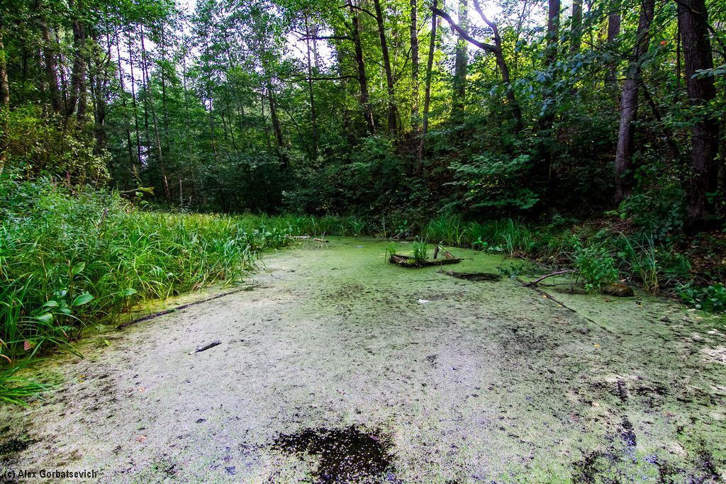 ����� ��� ������