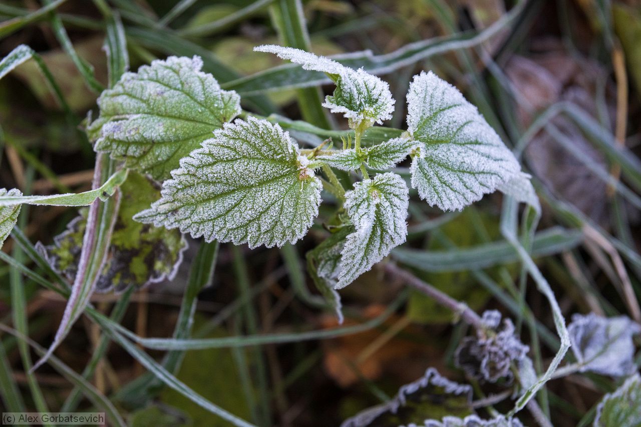 ����. ��� �����. ��������