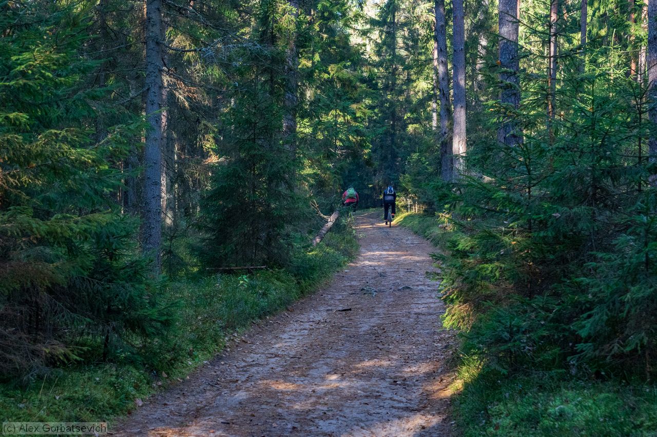 ������ ������