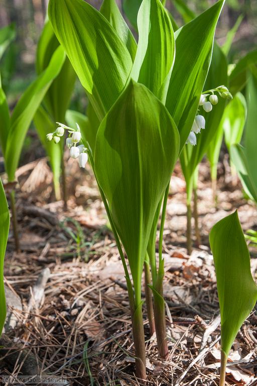 ������ �������