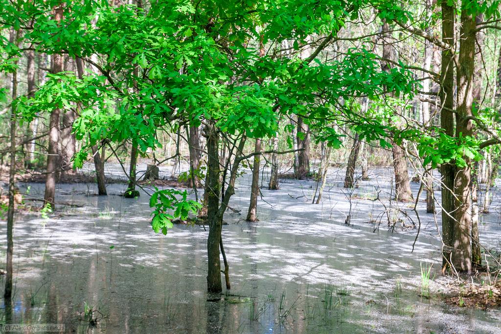 �������� ���