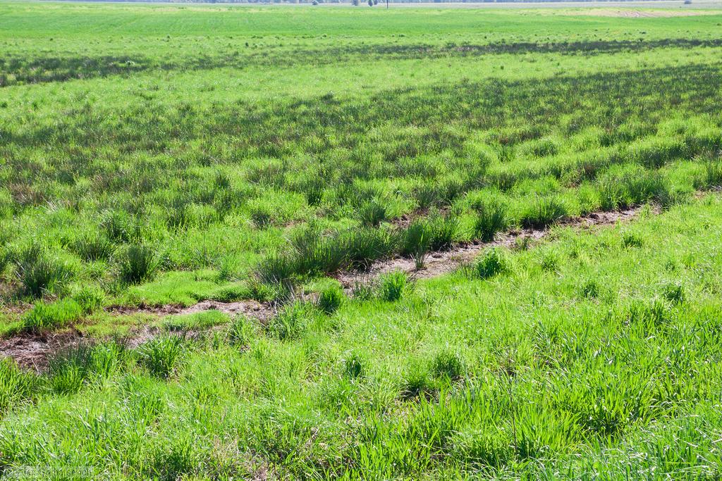 ���������� ����