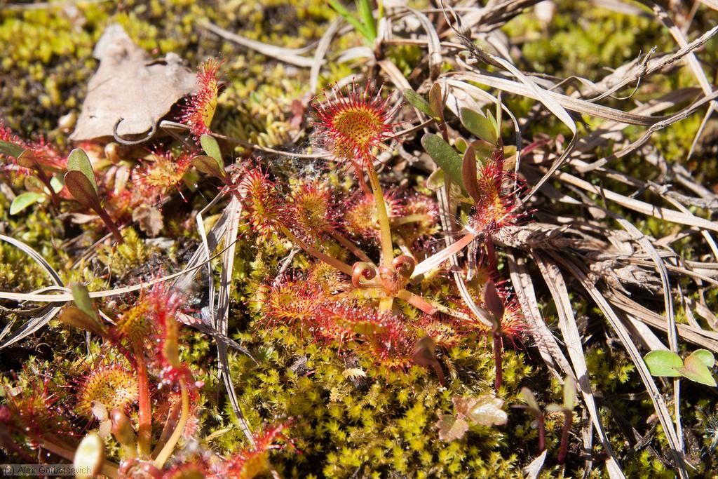 ������� ������������� (���. Drosera rotundifolia)