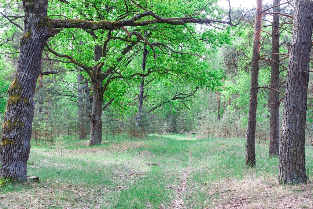 ������� �� ������ �������