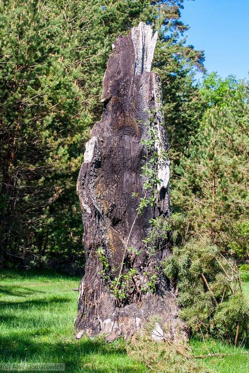 ������� ����� �������