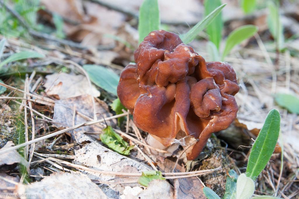 ����� 1 ��