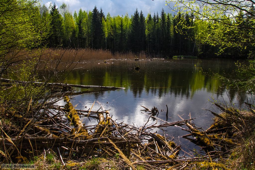 �������� ����������