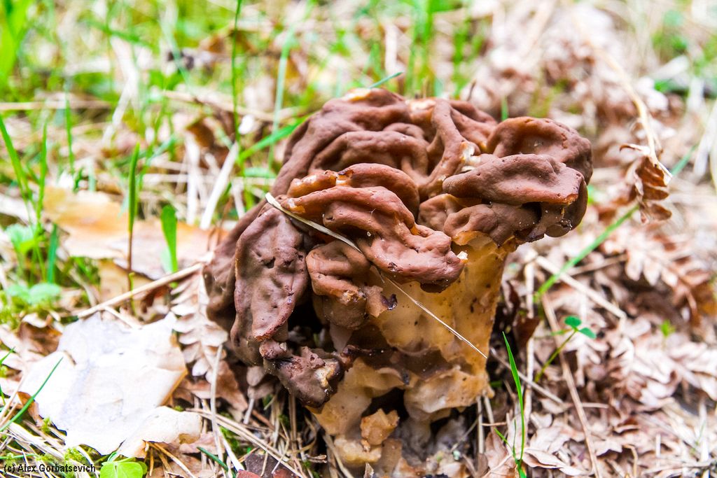 ���� 1 ��