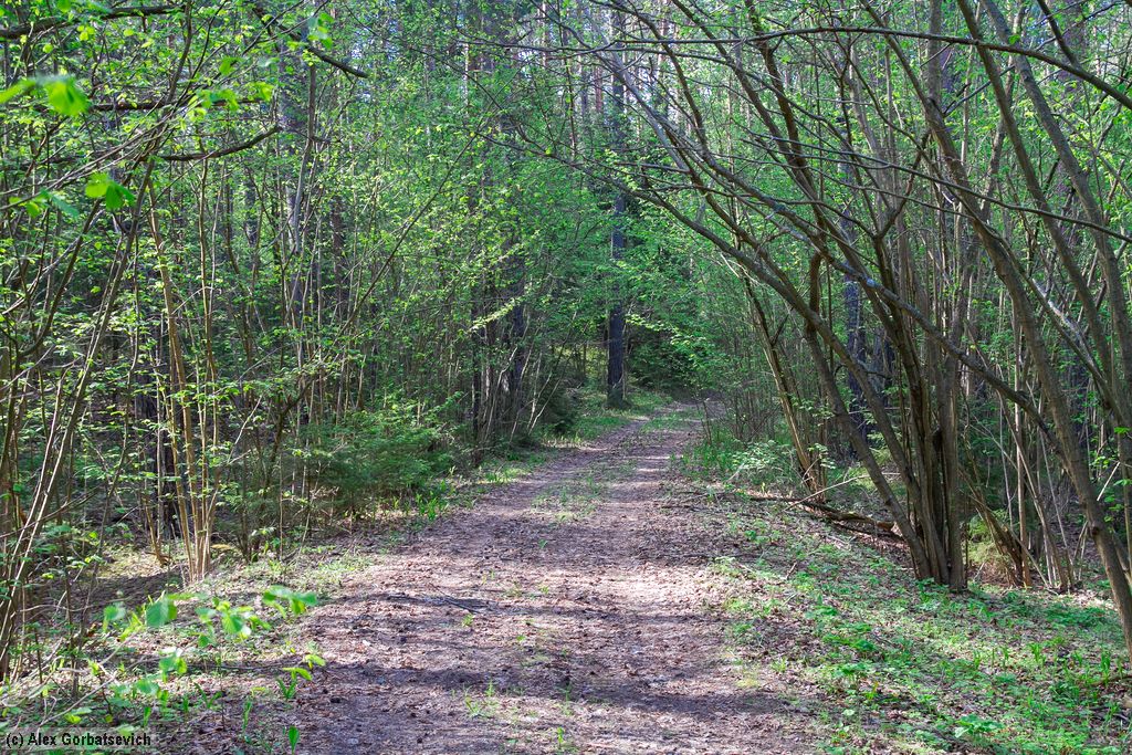 ������ �������