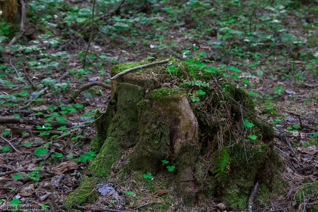 ������ �������