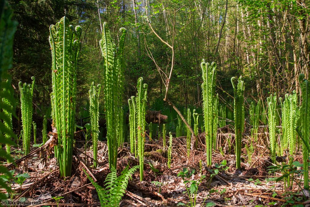 �������������� ���