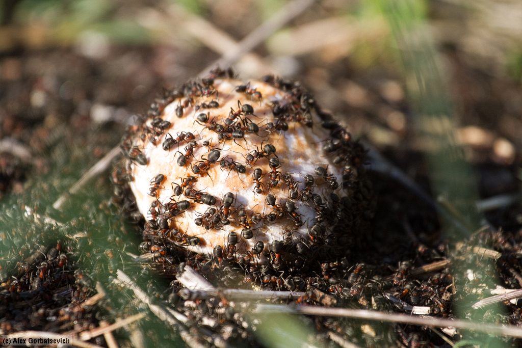 � ��� �� ������� ���