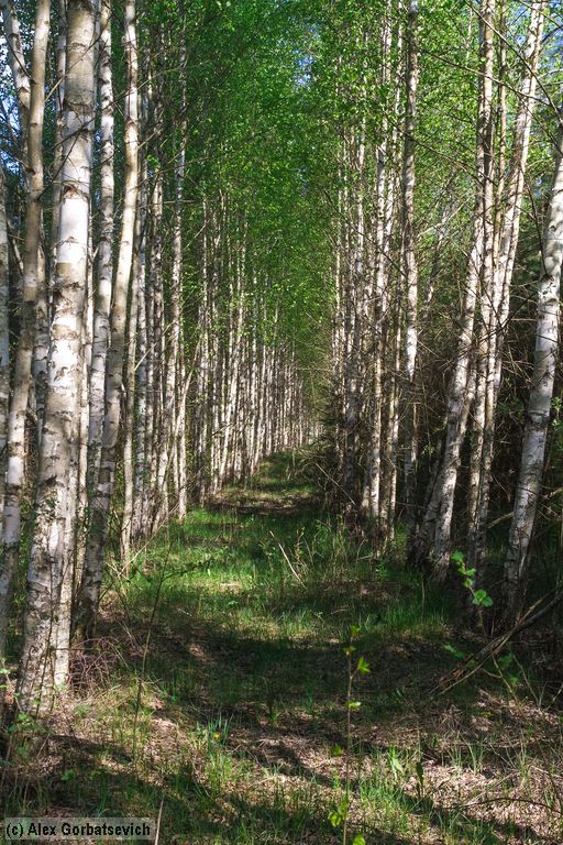 ��������� ����