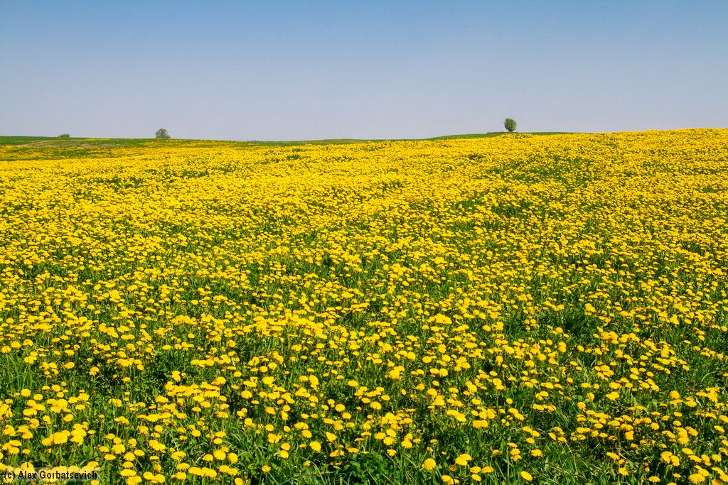 ���� �����������