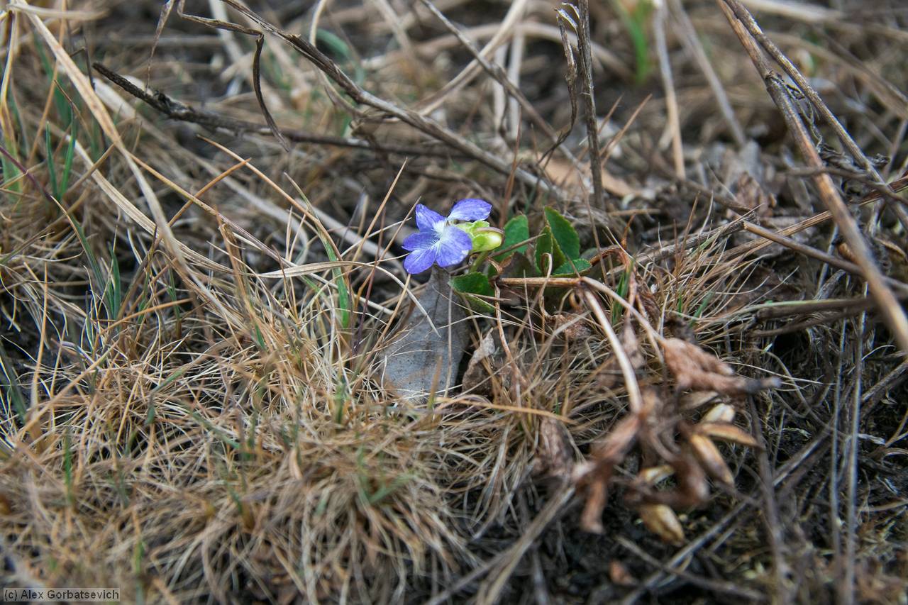 ���� ����� ��������