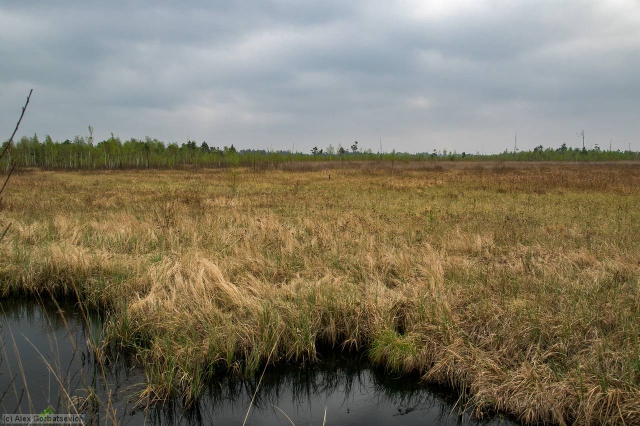 ������ ��������