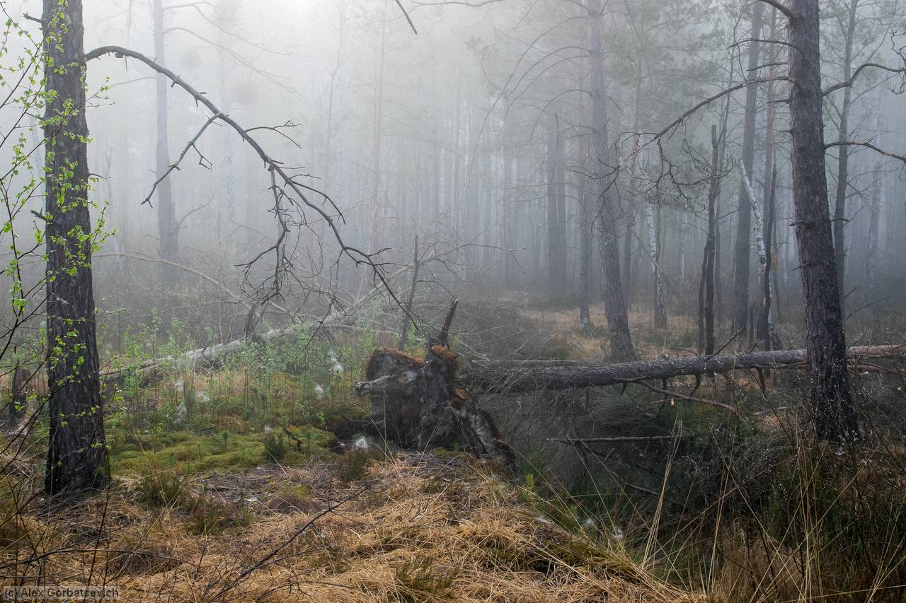 �������� ���