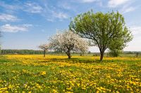 ���� ������