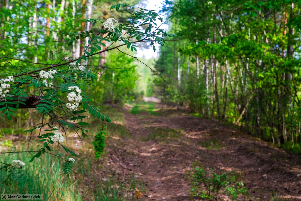 ������ �������