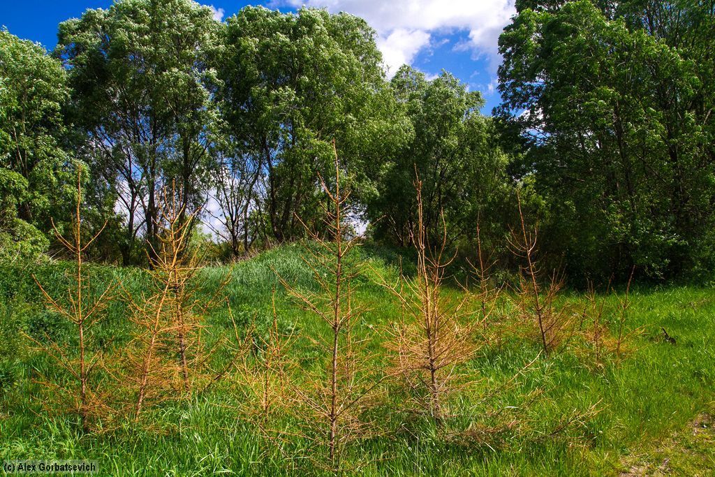 ����� ��� ���������