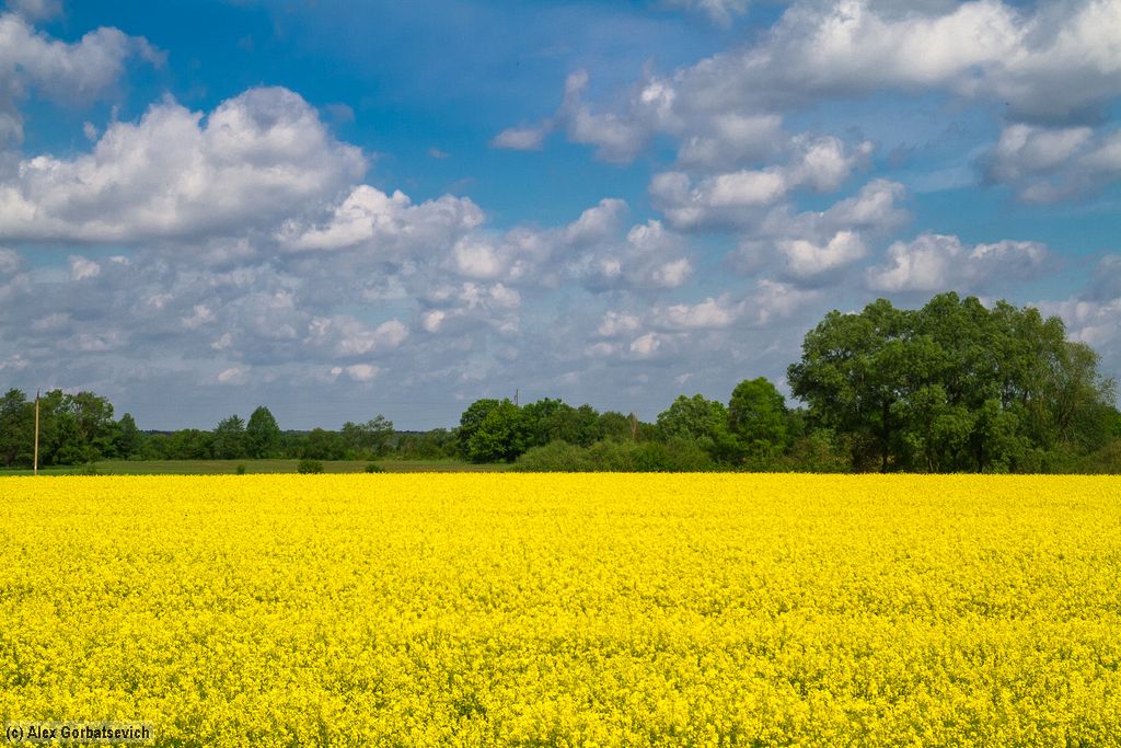 �������� ����