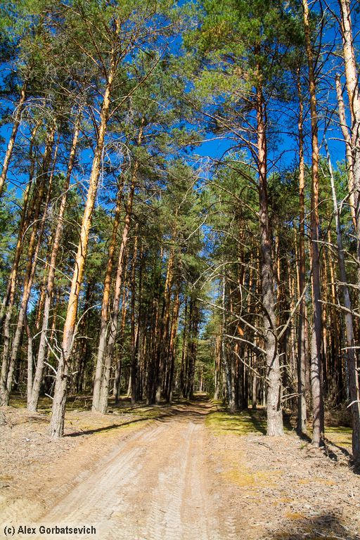 ������ �������