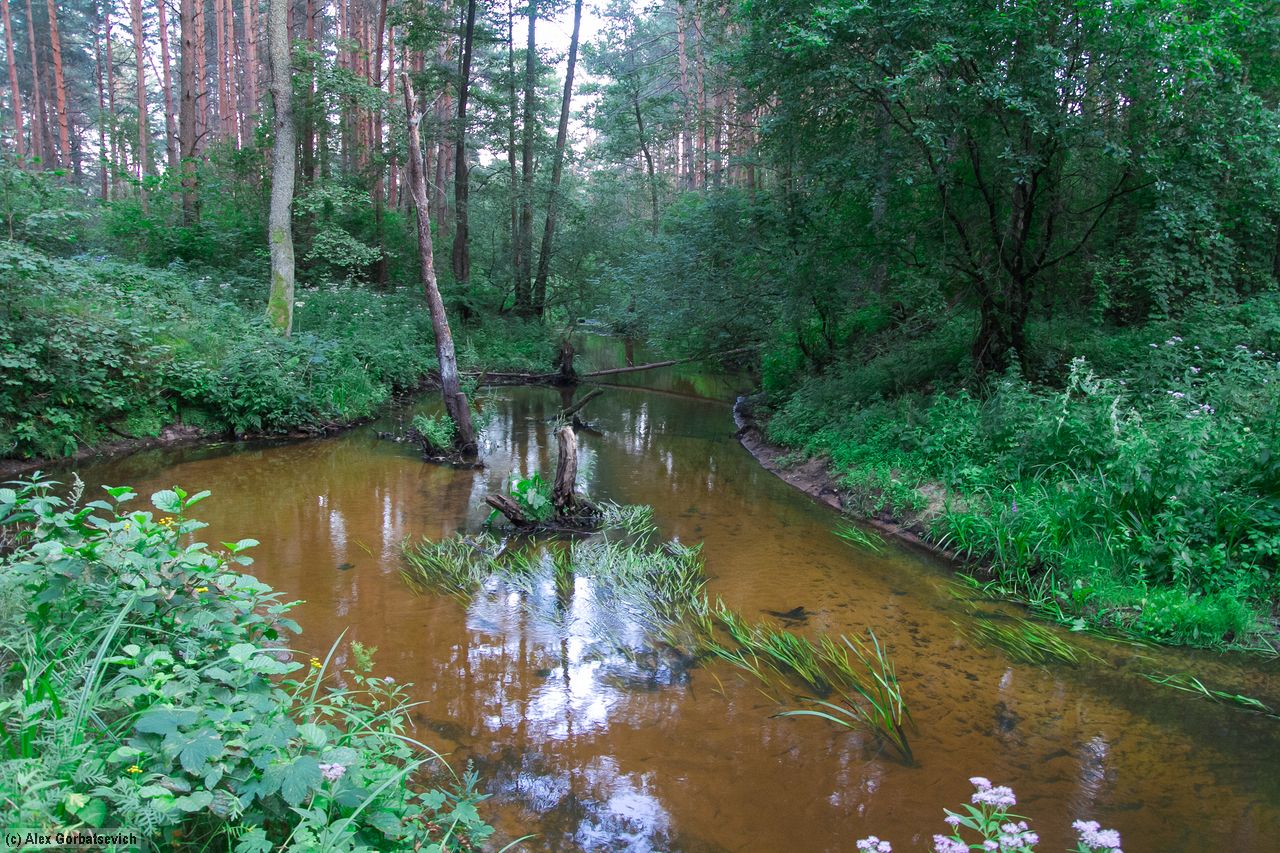 ����� ��� ������