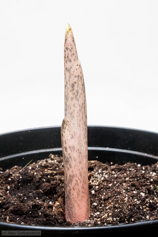 5 ������