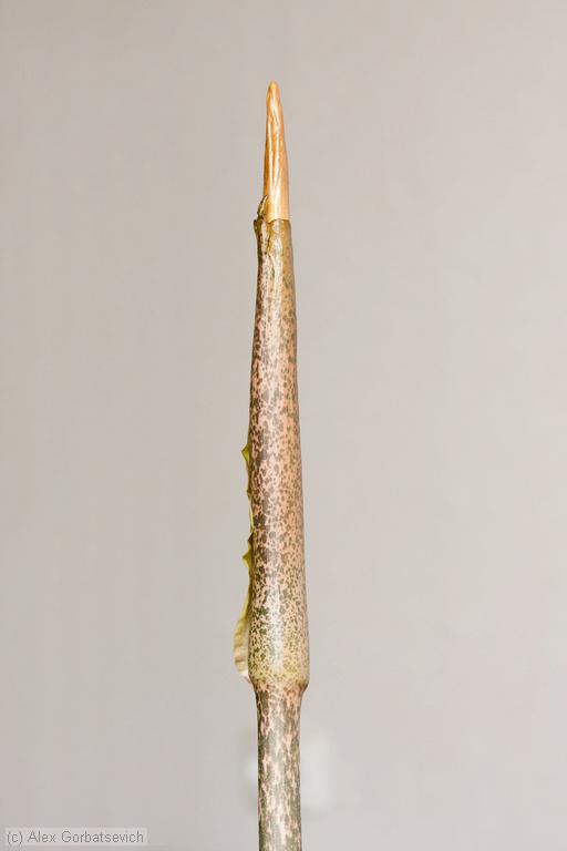 9 ������