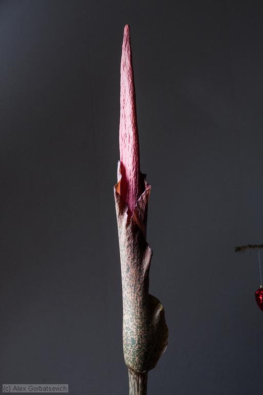 13 ������