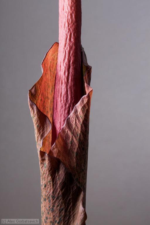 13 ������