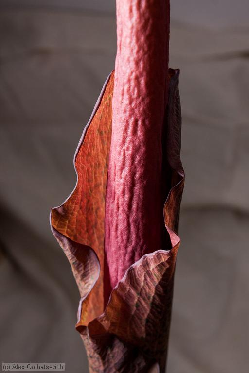 13 ������