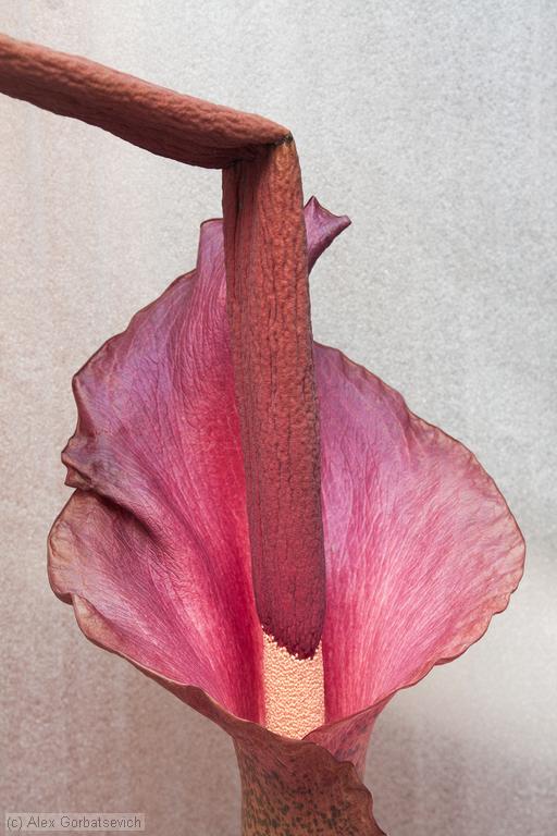19 ������