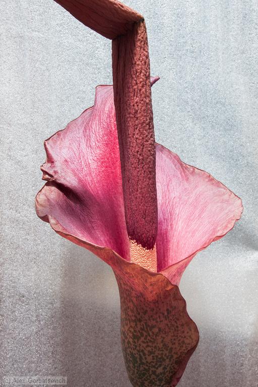 19 ������