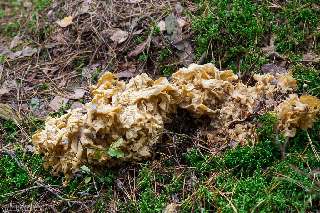 ����� �� �������