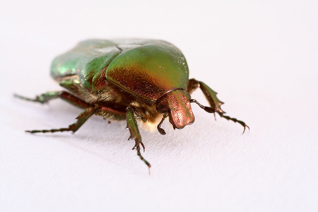 ��������� ���������� (Cetonia aurata)