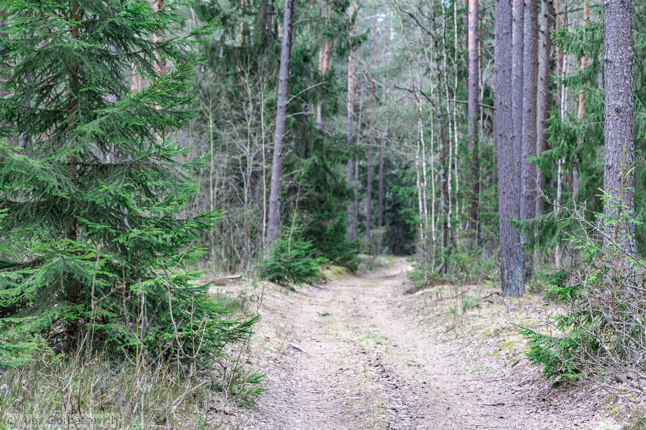 ������ ������