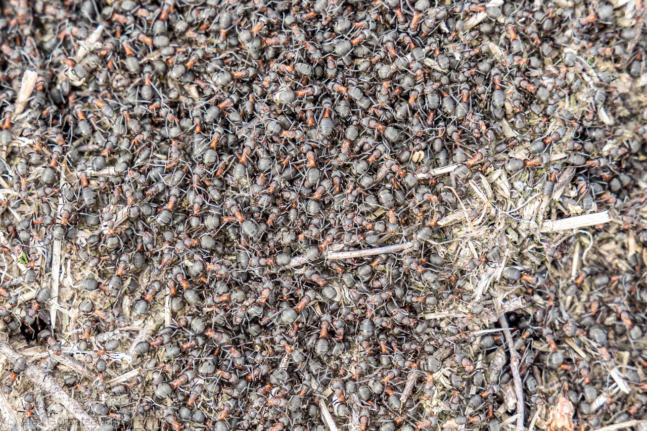 ������� � ���������